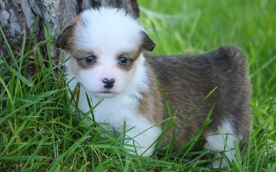 Corgi, 4k, puppy, cute animals, green grass, Pembroke Welsh Corgi, dogs, Welsh