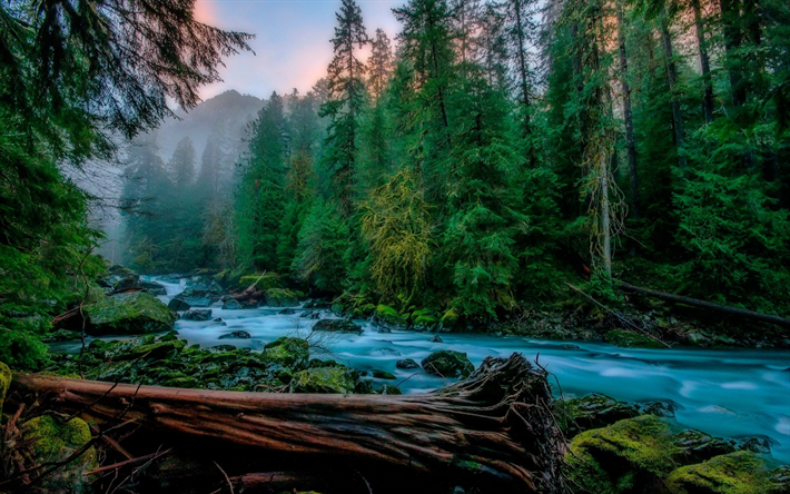 Skykomish, mountain river, fog, forest, mountain landscape, USA, Washington