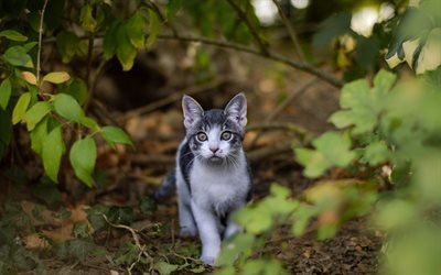 grigio gattino, simpatici animali, animali domestici, gatti, foresta, British gatto