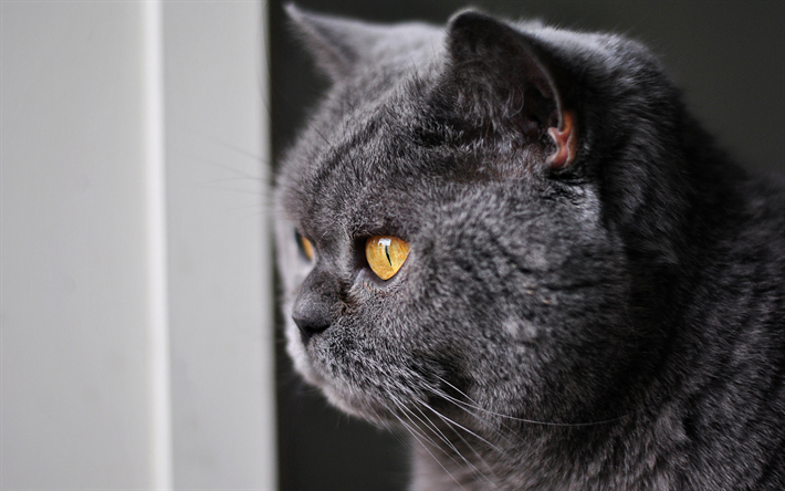 British Shorthair, focinho, gato cinzento, close-up, o gato dom&#233;stico, olhos amarelos, animais de estima&#231;&#227;o, gatos, animais fofos, Gato British Shorthair