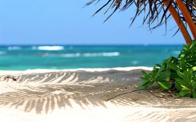 sand, beach, tropical island, coast, ocean, palm tree, green leaves, summer, rest, relax