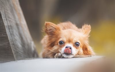 Chihuahua, desenfoque, perros, bokeh, marr&#243;n chihuahua, divertido perro, animales lindos, mascotas, Perro Chihuahua