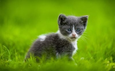 gray white little kitty, green grass, little cat, cute animals, blue eyes, pets, cats