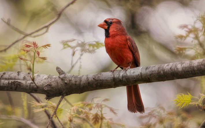 Pohjois-Cardinal, 4k, wildlife, bokeh, punainen lintu, Cardinal Cardinal