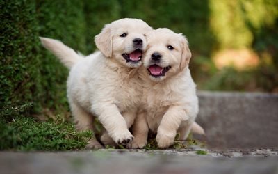 golden retriever, couple of small puppies, cute little dogs, labradors, puppies, dogs