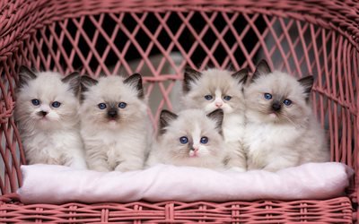 Ragdoll Cats, kittens, denectic cat, blue eyes, basket, cute animals, cats, pets, Ragdoll