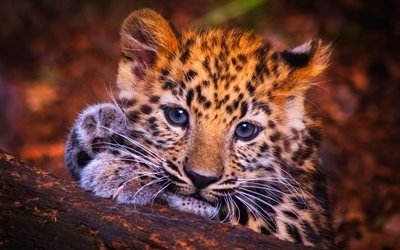 leopardo, cub, la vida silvestre, close-up, depredador de la selva, &#193;frica, Panthera pardus