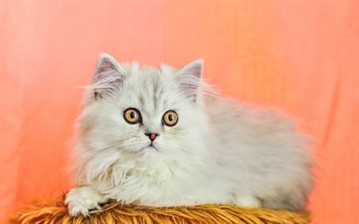 Persian Cat, yellow eyes, fluffy cat, white cat, cats, close-up, domestic cats, pets, whiite Persian Cat, cute animals, Persian