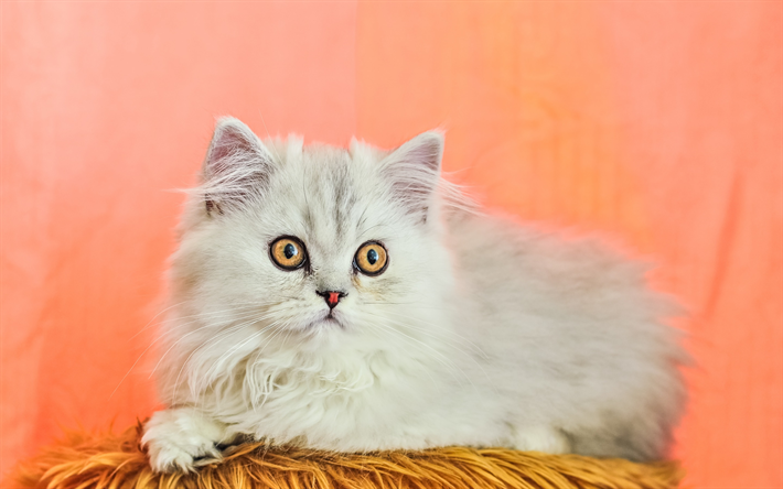 Chat persan, les yeux jaunes, moelleux, chat blanc, chat, chats, close-up, les chats domestiques, les animaux de compagnie, vert Chat persan, des animaux mignons, persan