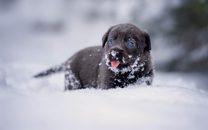 negro cachorro de labrador, nieve, invierno, lindos animales, perros, labrador negro