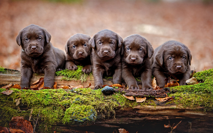 Labrador puppies, brown little puppies, family, cute little animals, pets, dogs, retrievers