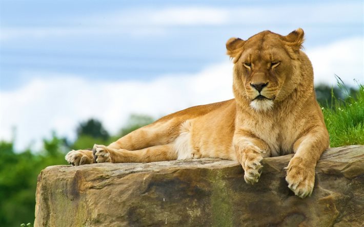 Lion, Afrique, faune, pr&#233;dateur
