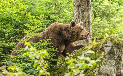 urso marrom, a vida selvagem, floresta, &#225;rvores, ursos