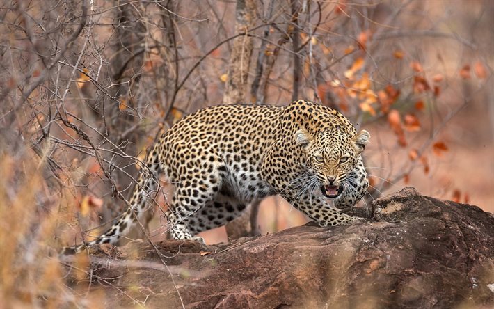 spotted leopard, autumn, wildlife, predator, forest
