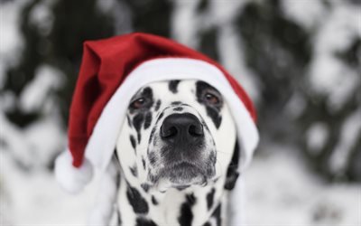 New Year, dog, Dalmatian dog, 2018, red hat, Christmas, year dog concepts