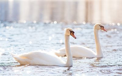 white swans, couple, lake, beautiful white birds, swans