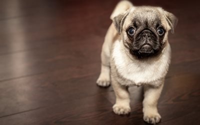 pug, pets, cute animals, dogs, puppy