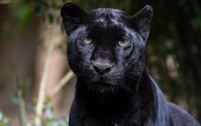 panther, black leopard, wild cat, wildlife, predator