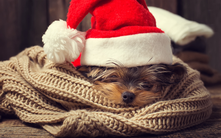 weihnachten, neues jahr, malteser scho&#223;h&#252;ndchen, niedliche tiere, ein kleiner hund, jahr des hundes, konzepte