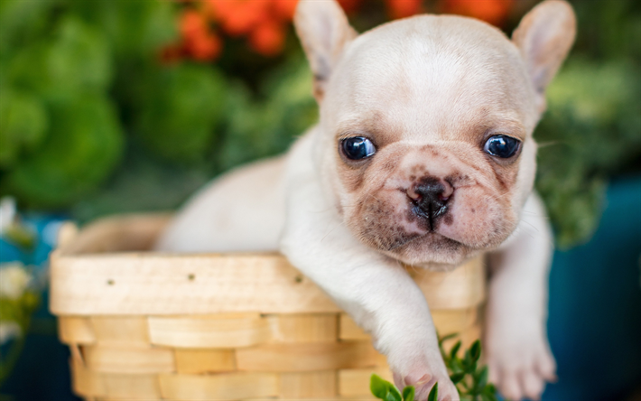 bulldog francese, poco, bianco, cucciolo, bulldog, poco simpatico cane, cuccioli, cani