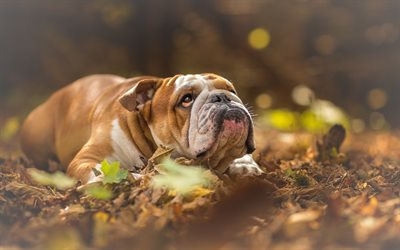 English Bulldog, forest, autumn, bokeh, pets, cute animals, English Bulldog Dog