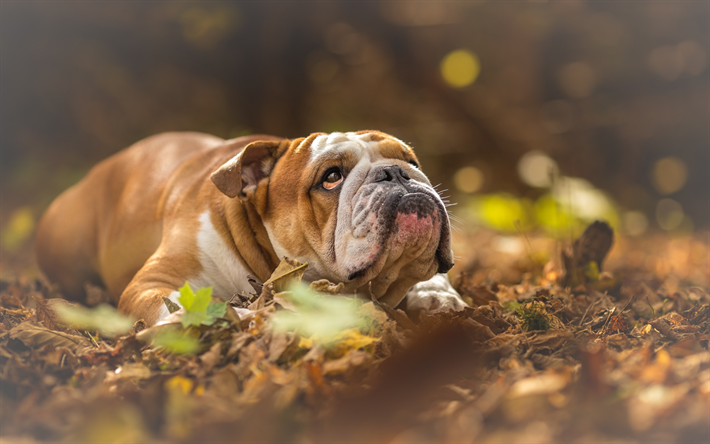 Bulldog Ingl&#234;s, floresta, outono, bokeh, animais de estima&#231;&#227;o, animais fofos, Ingl&#234;s Bulldog Cachorro