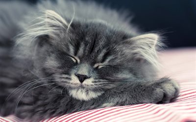 sleeping cat, gray fluffy cat, pets, cute animals, cats, funny animals