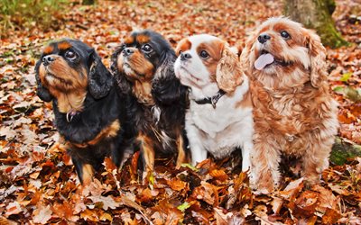 Cavalier King Charles Spaniel, autumn, puppies, pets, cute animals, close-up, HDR, dogs, Cavalier King Charles Spaniel Dog