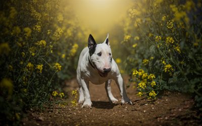 Bull Terrier, white dog, pets, dogs, Bully, English Bull Terrier