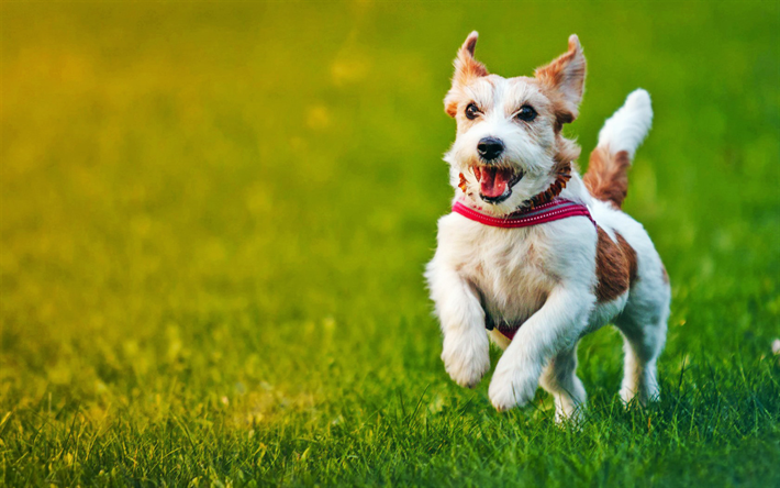 Jack Russell Terrier, lawn, pets, running dog, puppy, dogs, cute animals, Jack Russell Terrier Dog