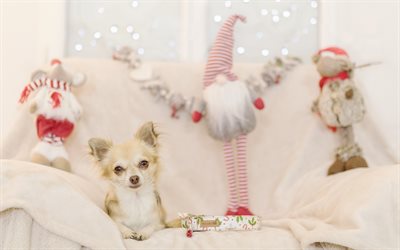 Chihuahua, small white dog, pets, puppies, New Year, Christmas, dogs