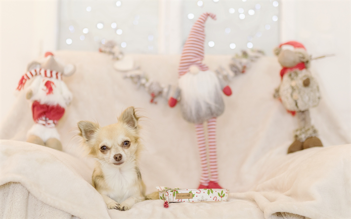 Chihuahua, k&#252;&#231;&#252;k beyaz k&#246;pek, evcil hayvan, yavru, Yeni Yıl, Noel, k&#246;pekleri