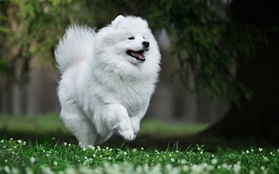 Samoyed, forest, white dog, summer, cute animals, furry dog, dogs, pets, Samoyed Dog