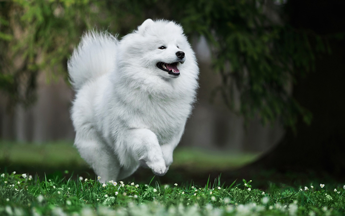 Samoyedo, el bosque, el perro blanco, verano, animales lindos, peludo perro, perros, mascotas, Perro Samoyedo