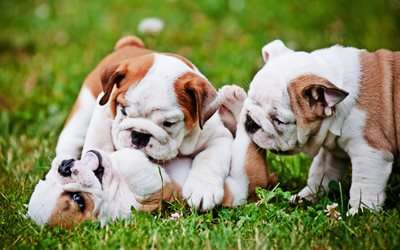 English Bulldog, family, puppies, pets, cute animals, lawn, English Bulldog Dog