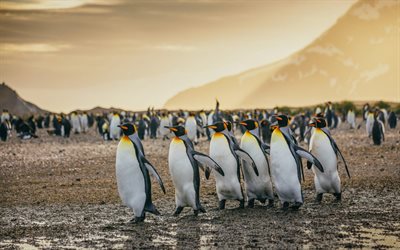 penguins, evening, sunset, flock of penguins, wildlife, Antarctica