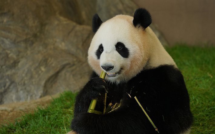 panda mangeant du bambou, faune, pandas, ours, animaux mignons, panda