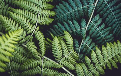 fern, green leaves texture, background with green leaves, background with fern