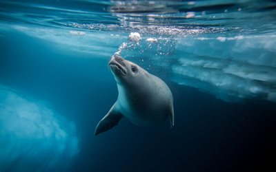 Fur seal, underwater world, fur seal underwater, seals, Antarctica