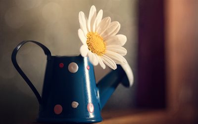 metal watering can with chamomile, blue metal watering can, flower in a pot, chamomile, white flower