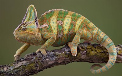 lizard, chameleon, green chameleon, reptile