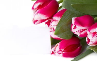 pink tulips, 5K, bouquet, white backround, tulips