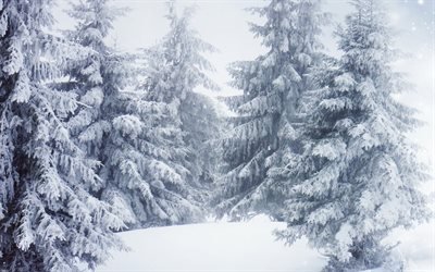 la for&#234;t, hiver, neige, arbres, paysage