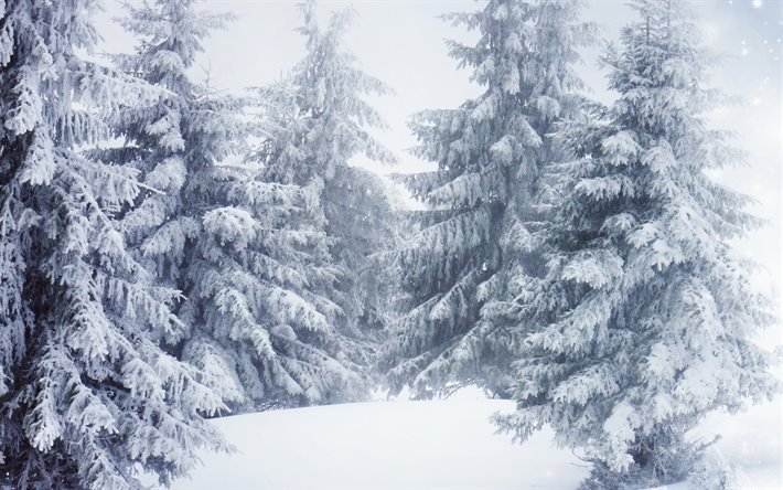 bosque, invierno, nieve, &#225;rboles, paisaje de invierno