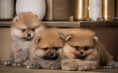 puppies, pomeranian, cute dog, trio of puppies, pets