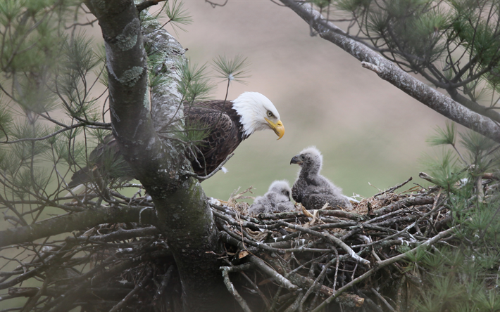 Bald Eagle, North America, nest, chick, predatory birds, wildlife, USA, eagles