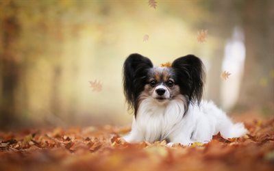 Papillon, small dog, cute animals, pets, Continental toy spaniel