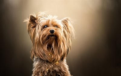 El Yorkshire Terrier, poco esponjoso perro, cachorros, animales lindos, animales dom&#233;sticos