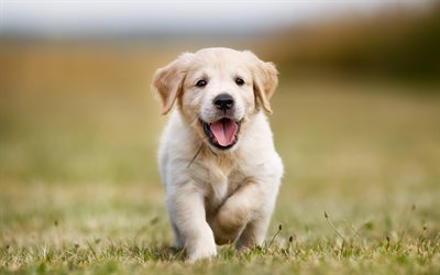 4k, golden retriever, puppy, running labrador, cute dog, pets, cute animals, dogs, labrador
