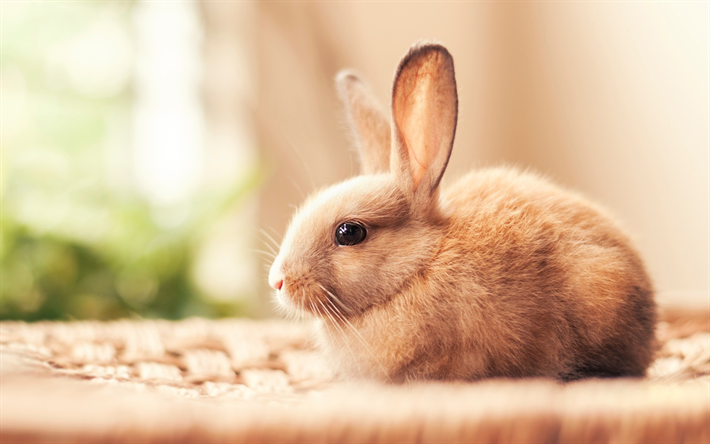rabbit, bokeh, cute animals, pets, fluffy rabbit, blur